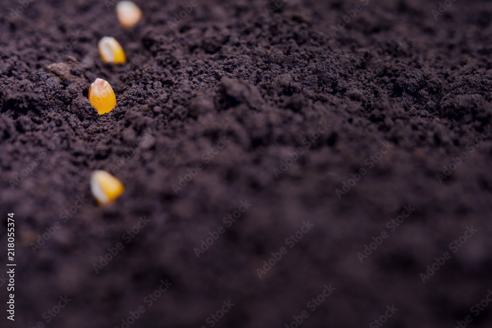 indian farmer sowing corn seeds indian farmer sowing corn seeds