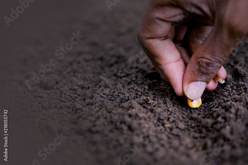 Indian farmer sowing  lentils seed photo