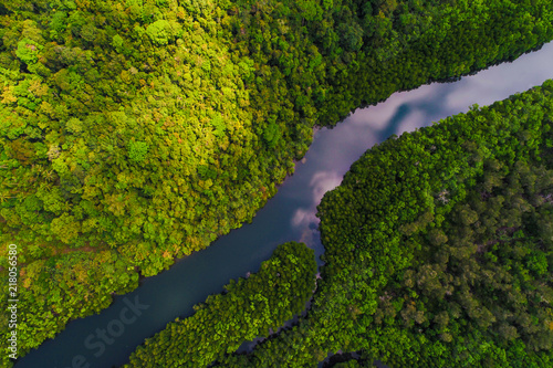 River in tropical mangrove green tree forest photo