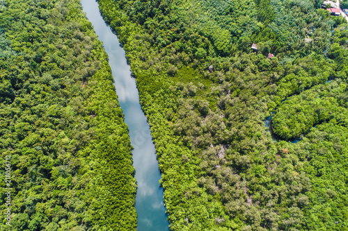 River in tropical mangrove green tree forest