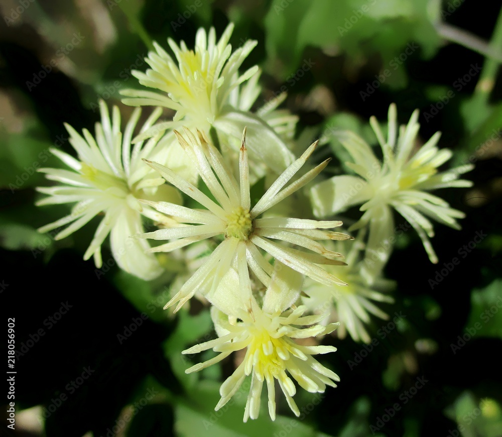 Clématite des haies (Clematis vitalba) fleurissant au soleil. Clématite des haies (Clematis vitalba) fleurissant au soleil.