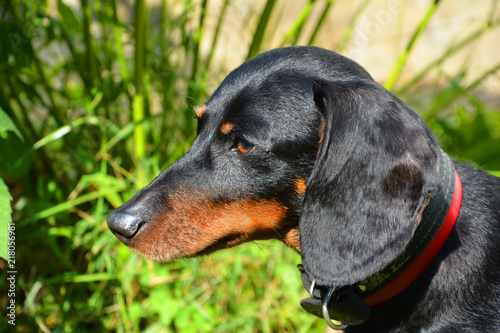 dog, animal, dachshund, pet, puppy, black, canine, cute, brown, breed, doberman, mammal, isolated, hound, pets, purebred, grass, portrait, animals, pedigree, dogs, pup, domestic, small, nature