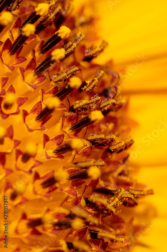 Pollen on a flower of a sunflower