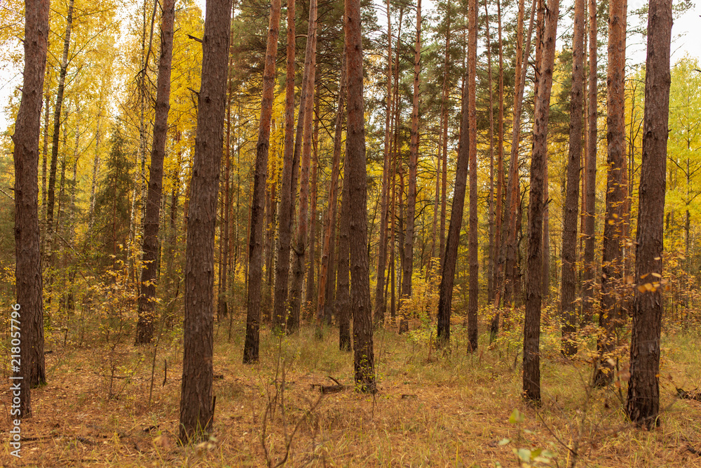 Fototapeta premium Trees in the forest in autumn as a background