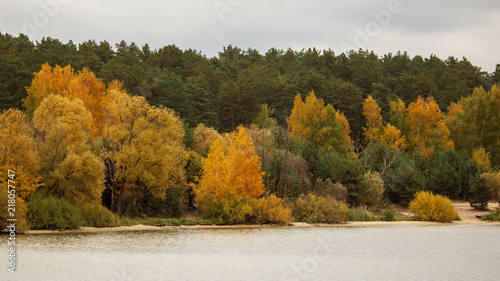 Forest in autumn on the shore of the pond