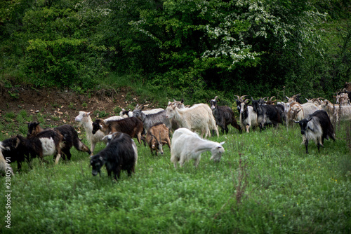 Herd of goats coming from pasture to paddock in village in late summer evening. Green forest next to mountain meadow. 