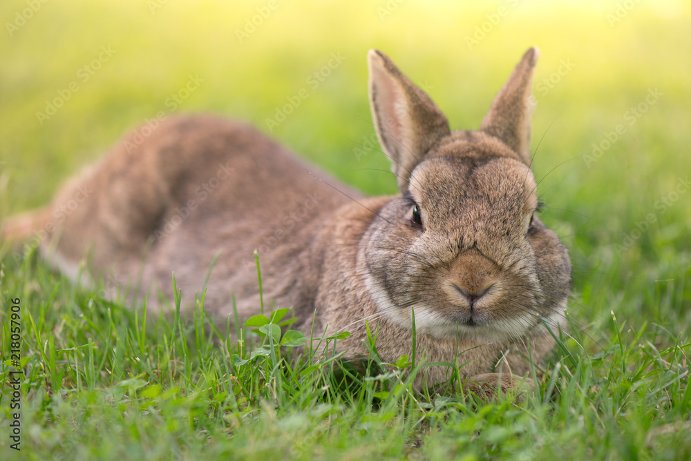 Brown bunny eating grass in the middle of meadow in the countryside on sunny spring day on a light background. Easter is coming, cute rabbit. long ears. Looking for Easter eggs
Brown bunny eating grass in the middle of meadow in the countryside on sunny spring day on a light background. Easter is coming, cute rabbit. long ears. Looking for Easter eggs