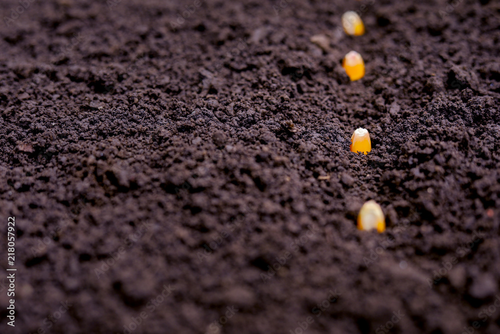 indian farmer sowing corn seeds indian farmer sowing corn seeds