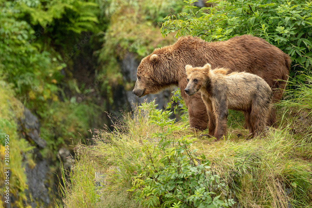 Fototapeta premium Kodiak Pair