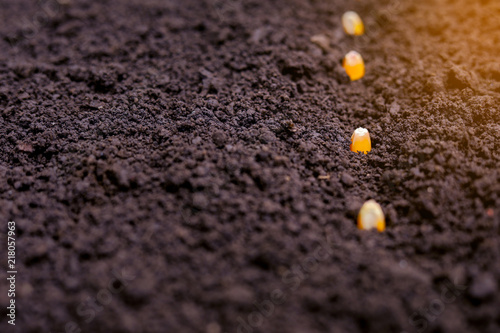indian farmer sowing corn seeds photo