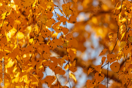 Leaves on a tree in autumn as a background