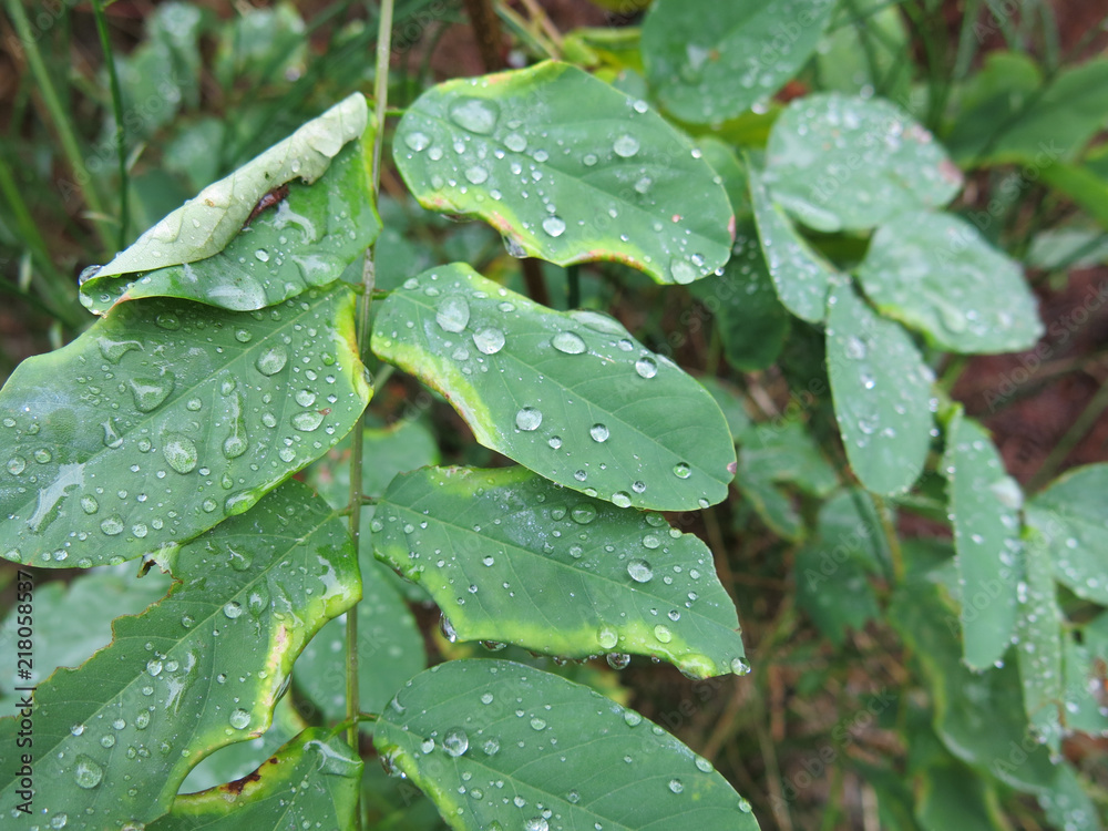 water drop on the green leaf water drop on the green leaf