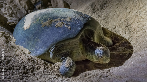 Green turtles at Ras al Jinz Turtle Beach Reserve, Oman photo