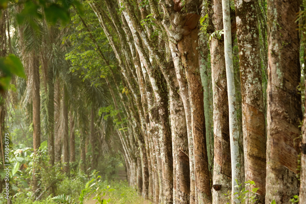 Row of para rubber tree in plantation Rubber tapping Row of para rubber tree in plantation Rubber tapping