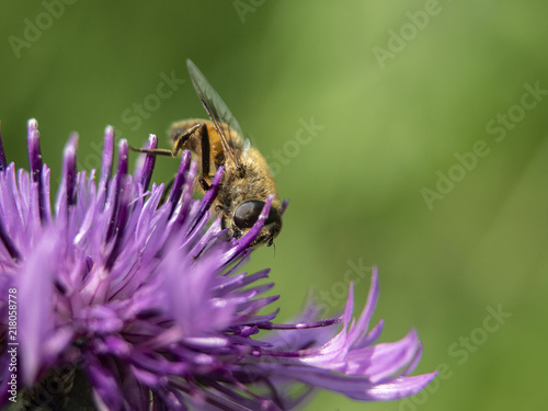 pszczoła © Henryk Olszewski