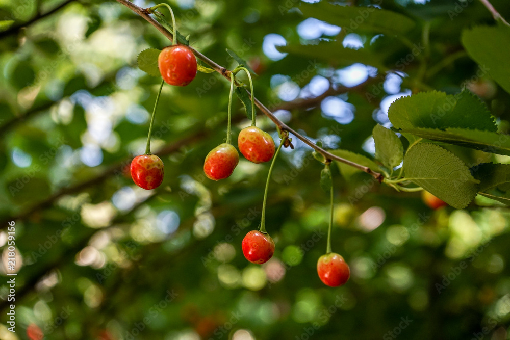 Red cherries on a branch, cherry tree