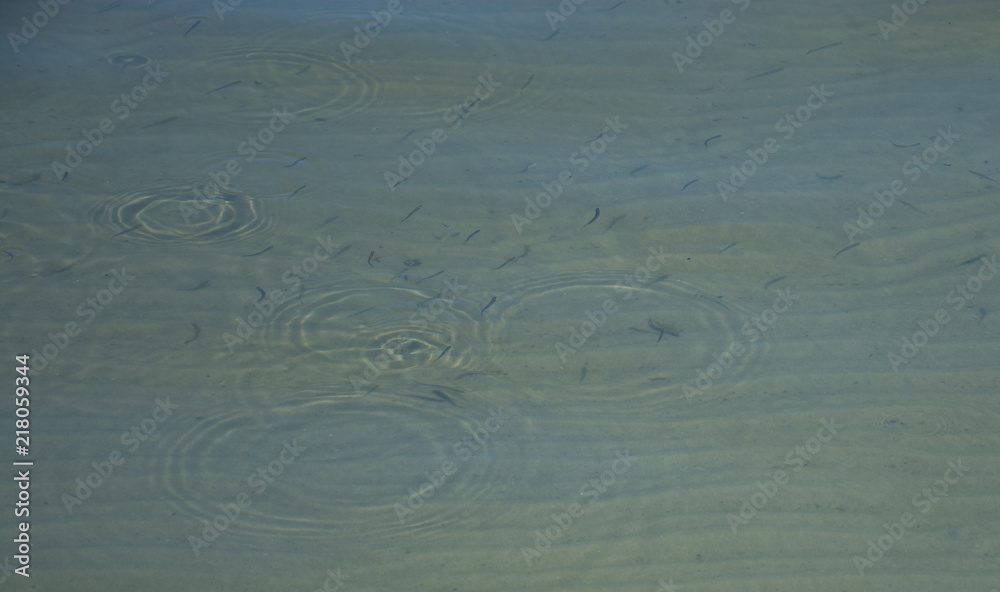 Group of fishes in the river view from above Group of fishes in the river view from above