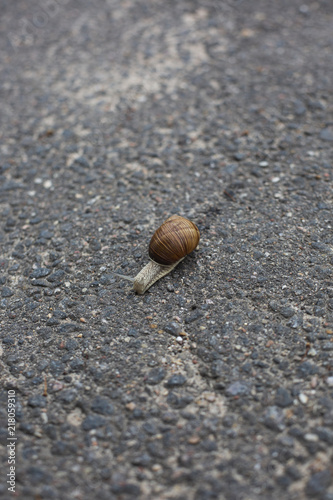 Snail crawling on the asphalt road. Burgundy snail, Helix, Roman snail, edible snail or escargot crawling close-up shot