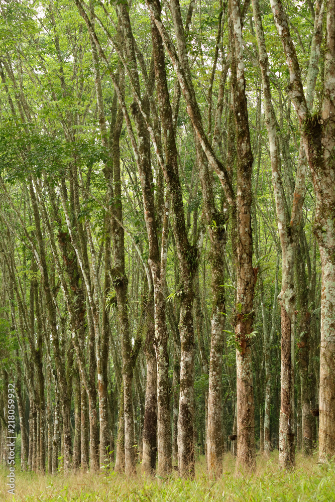 Row of para rubber tree in plantation Rubber tapping Row of para rubber tree in plantation Rubber tapping