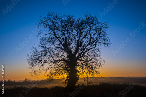 Tree at Sunrise