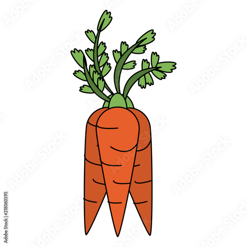 Carrots fresh and natural vegetable vector illustration graphic design