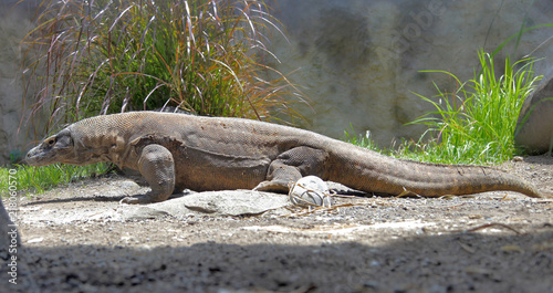 komodo dragon full body
