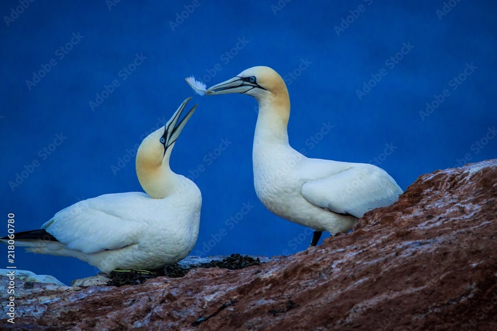 Northern Gannet (Morus bassanus), mating gannets on cliffs, Helgoland in Germany, bird colony, typical mating behaviour, nesting birds on cliffs, harmony, lovely bird couple playing with feather Northern Gannet (Morus bassanus), mating gannets on cliffs, Helgoland in Germany, bird colony, typical mating behaviour, nesting birds on cliffs, harmony, lovely bird couple playing with feather
