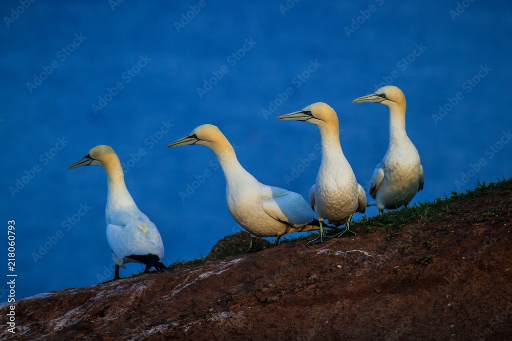 Fototapeta premium Northern Gannet (Morus bassanus), mating gannets on cliffs, Helgoland in Germany, bird colony, beautiful birds, typical mating behaviour, nesting birds with water surface in the background