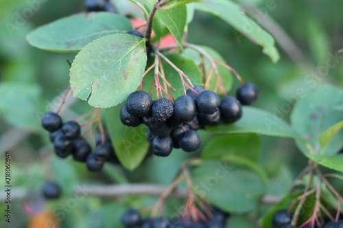 Branch with elderberries.