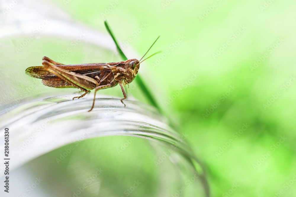 a grasshopper on a green grass background close. a grasshopper sits on a glass jar . a grasshopper on a green grass background close. a grasshopper sits on a glass jar .