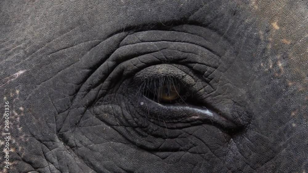 Eye of Asian Elephant (Elephas maximus). Close Up View Eye of Asian Elephant (Elephas maximus). Close Up View