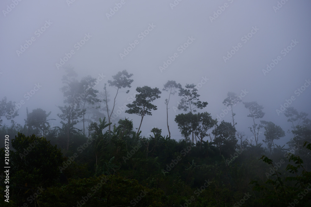 Morning fog in dense tropical rainforest in black and white style. Atmospheric misty landscape with thick mist billowing through a trees. Misty forest with dense fog. Natural background,  copy space.