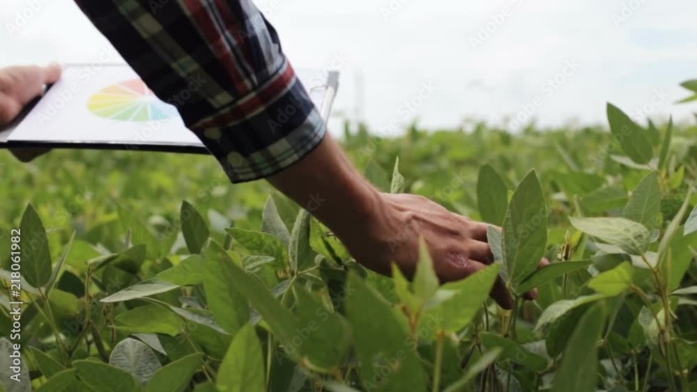 Farmer with graphs and diagrams on the soy field