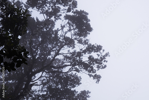 Foggy treetops in deep forest. Magnificent heavy mist in landscape. Tree, branch, leaf, foggy and misty view with blur background. Bottom view of tall old trees. Mysterious silhouette branch trees.
