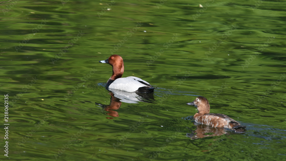 Fototapeta premium Male and Female Common Pochard