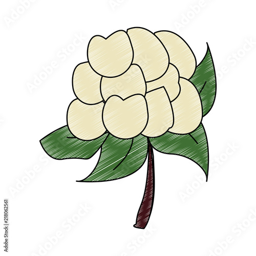 cauliflower fresh and natural vegetable vector illustration graphic design