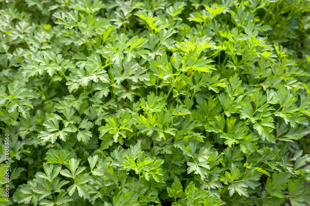 A cluster of freshly growing parsley. A cluster of freshly growing parsley.