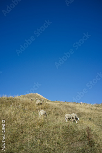 ovejas en los campos de Glastonbury