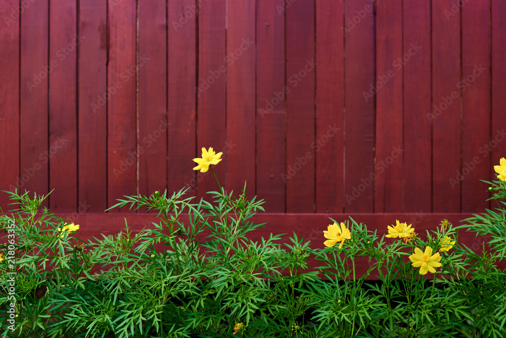 Fototapeta premium Green leaves and little yellow flowers against a painted wooden fence. Free space for text or other inset content. Soft focus. Vintage tone. Retro style. Natural background.