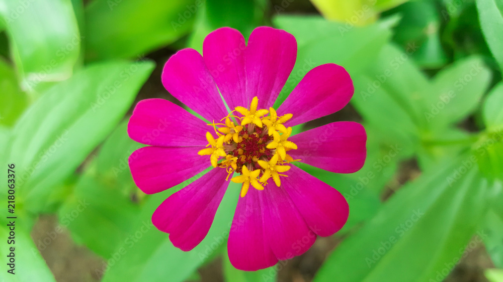 Obraz premium close-up zinnia violacea flower in garden