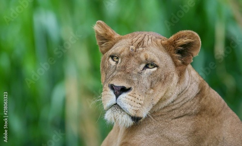 Fototapeta Naklejka Na Ścianę i Meble -  female lion face