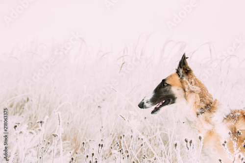Russian Wolfhound Hunting Sighthound Russkaya Psovaya Borzaya Dog