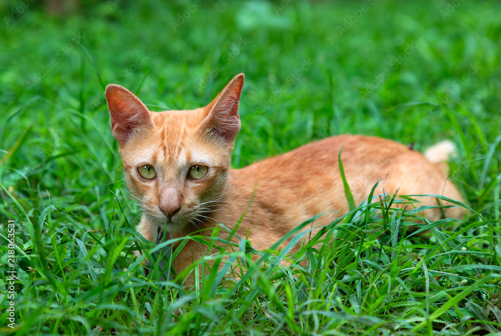 funny yellow cat on the lawn