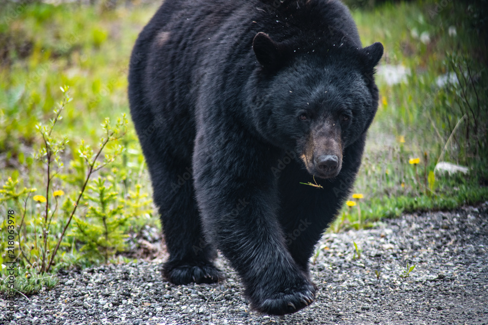 Up close with Black Bear in Jasper National Park Up close with Black Bear in Jasper National Park