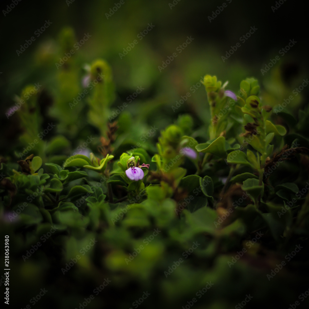 plant, green, nature, leaf, flower, leaves, spring, garden, clover, natural, fresh, closeup, grass, tree, field, growth, flora, summer, herb, macro, grow, blossom, forest, plants, white plant, green, nature, leaf, flower, leaves, spring, garden, clover, natural, fresh, closeup, grass, tree, field, growth, flora, summer, herb, macro, grow, blossom, forest, plants, white