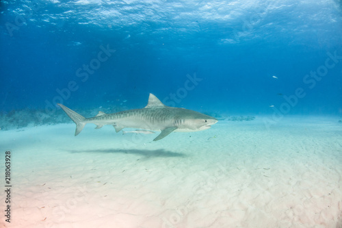 Tiger shark at Tigerbeach  Bahamas