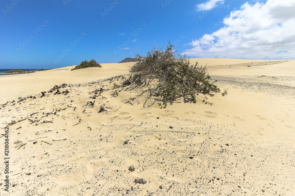 Small bush in wide Dunas de Corralejo, Fuerteventura