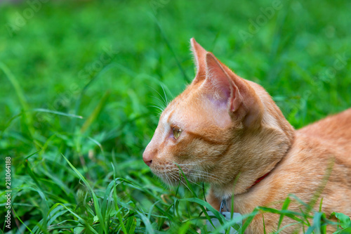 funny yellow cat on the lawn © ADSKrongsawat