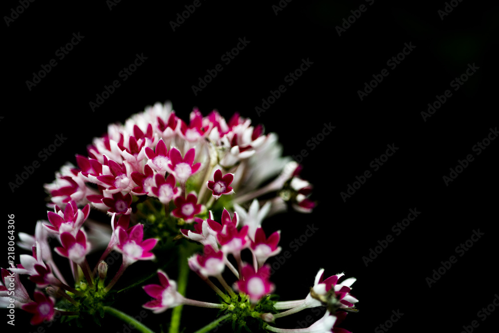 Fern and flower on black background.Fresh green nature wall paper background. Fern and flower on black background.Fresh green nature wall paper background.