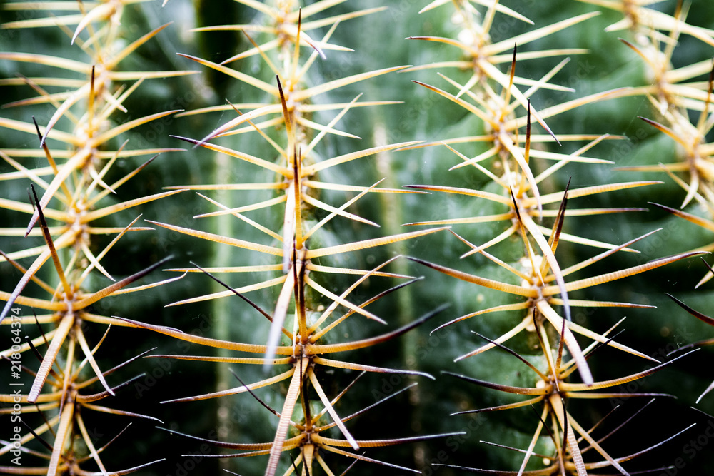close up cactus for wall paper or background. close up cactus for wall paper or background.